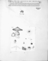 Gloeophyllum striatum image